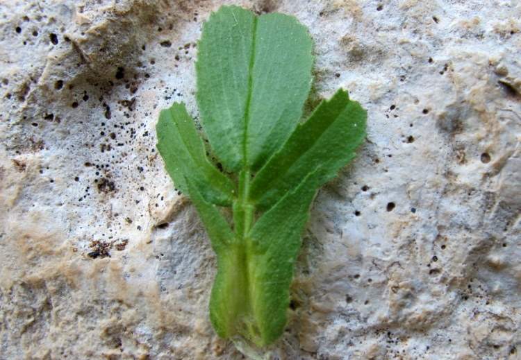 Ononis viscosa subsp. breviflora (DC.) Nyman