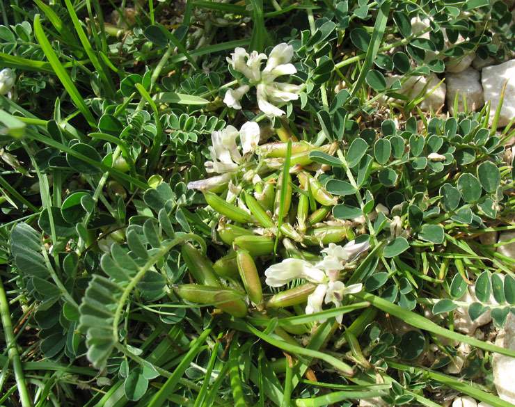 Astragalus depressus L. subsp. depressus