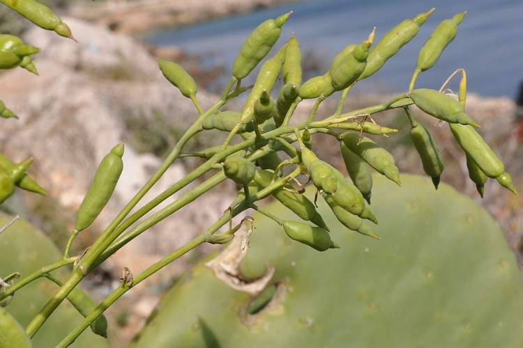 Brassica macrocarpa Guss.