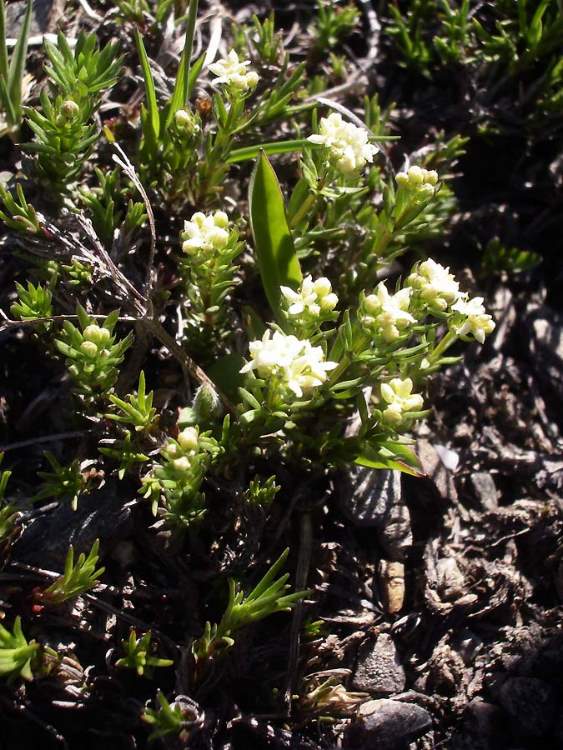 Galium tendae Rchb. f.