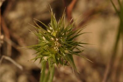 Echinaria capitata