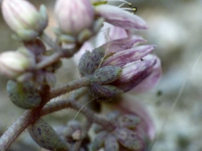 Sedum dasyphyllum