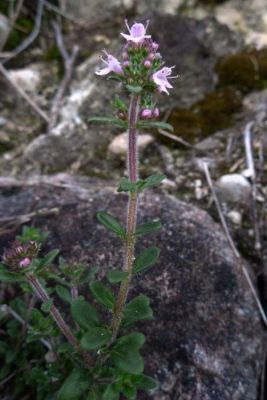 Thymus pannonicus -