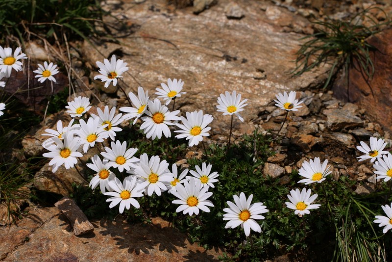 Leucanthemopsis alpina (L.) Heywood