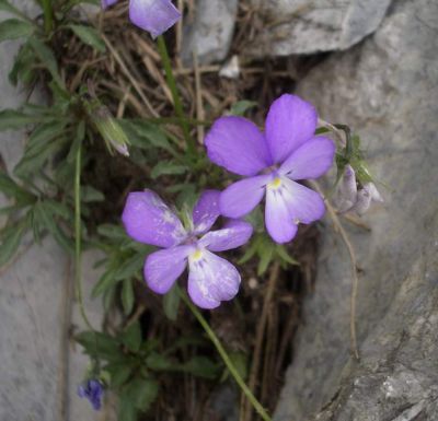 Viola valderia