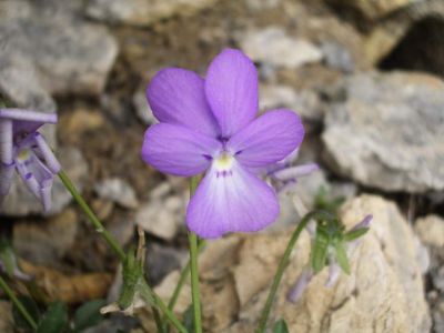 Viola valderia