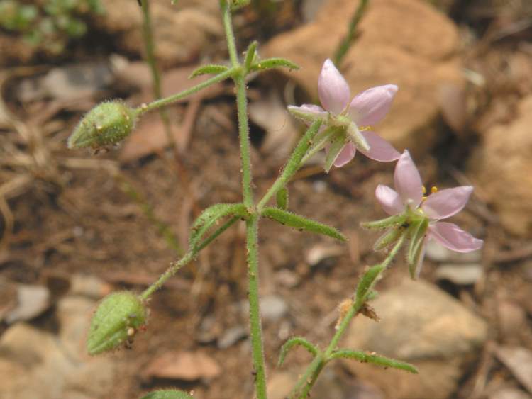 Rhodalsine geniculata (Poir.) F. N. Williams