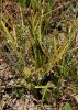 Sparganium erectum subsp. neglectum - Credit: Photo by Marinella Miglio - Abruzzo