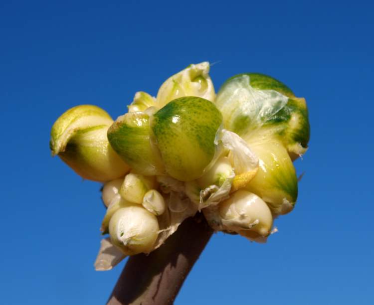 Allium commutatum Guss.