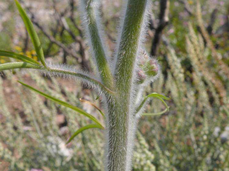 Delphinium pictum Willd. subsp. pictum