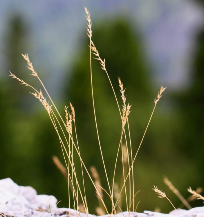 Festuca alpina Suter subsp. alpina