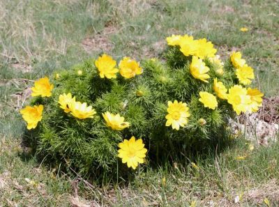 Adonis vernalis