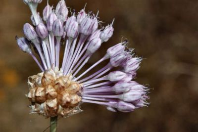 Allium vineale - British Columbia