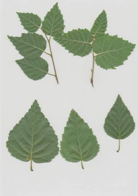 Betula pubescens - 