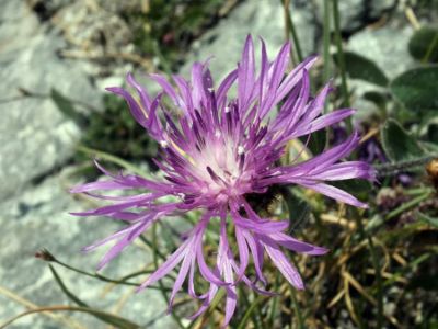 Centaurea montisborlae