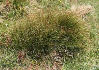 Juncus trifidus