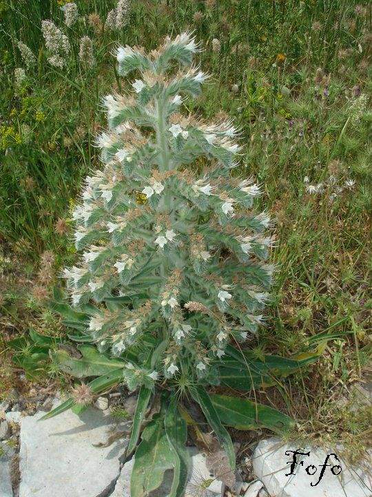 Echium italicum subsp. siculum (Lacaita) Greuter & Burdet