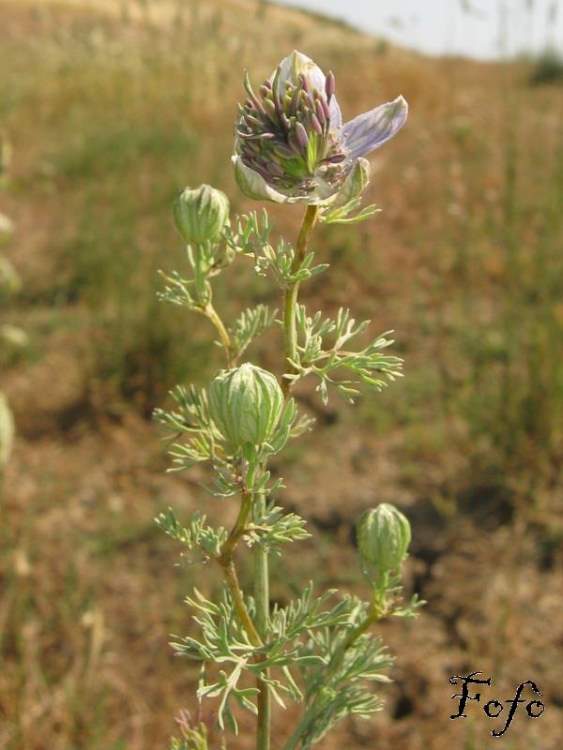 Nigella arvensis L. subsp. glaucescens (Guss.) Greuter & Burdet