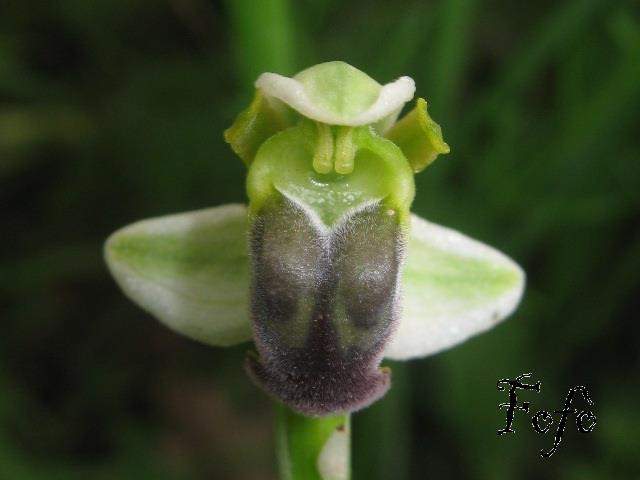 Ophrys pallida Raf.