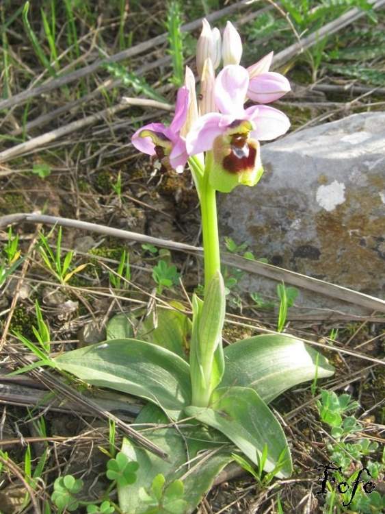 Ophrys tenthredinifera Willd.