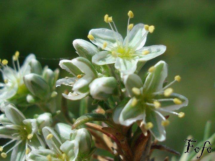 Scleranthus perennis subsp. marginatus (Guss.) Nyman