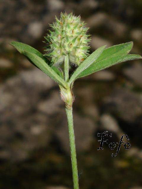Trifolium phleoides Willd.