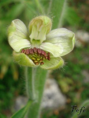 Delphinium staphysagria - 