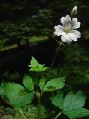 Geranium versicolor