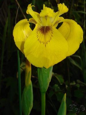 Iris pseudacorus L. 