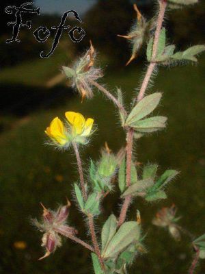 Lotus parviflorus - 