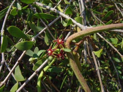 Periploca laevigata subsp. angustifolia