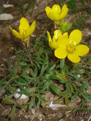 Ranunculus isthmicus Boiss. 