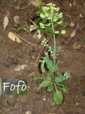 Thlaspi perfoliatum - 