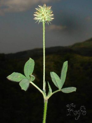 Trifolium leucanthum M. Bieb.