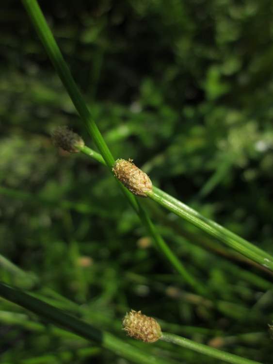 Eleocharis obtusa (Willd.) Schultes