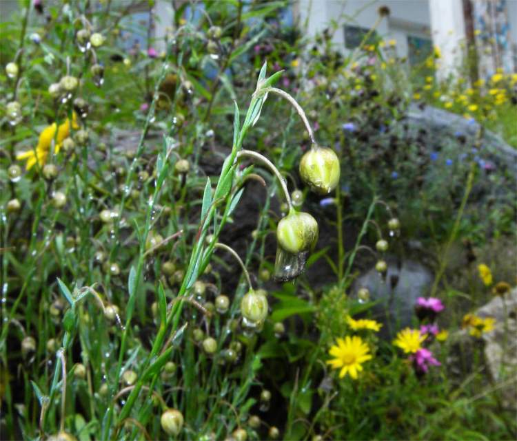 Linum austriacum L. subsp. austriacum