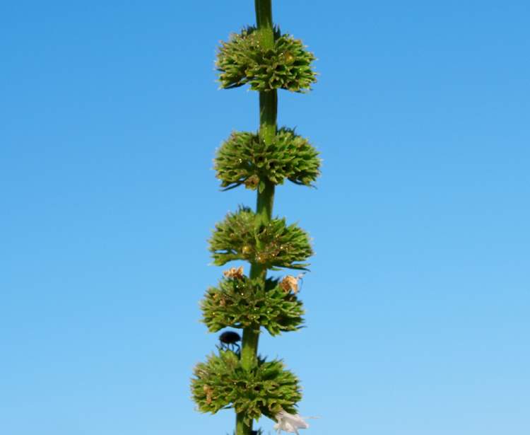 Mentha spicata L. subsp. spicata