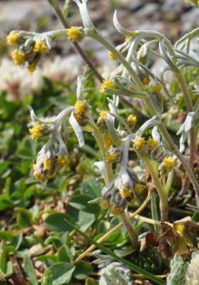 Artemisia umbelliformis - 