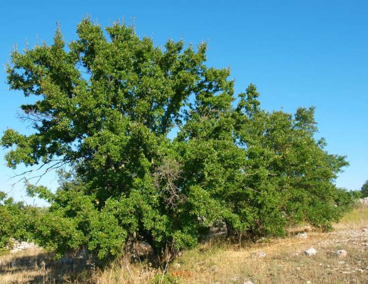 Quercus trojana Webb
