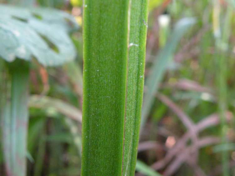 Scrophularia auriculata L. subsp. auriculata