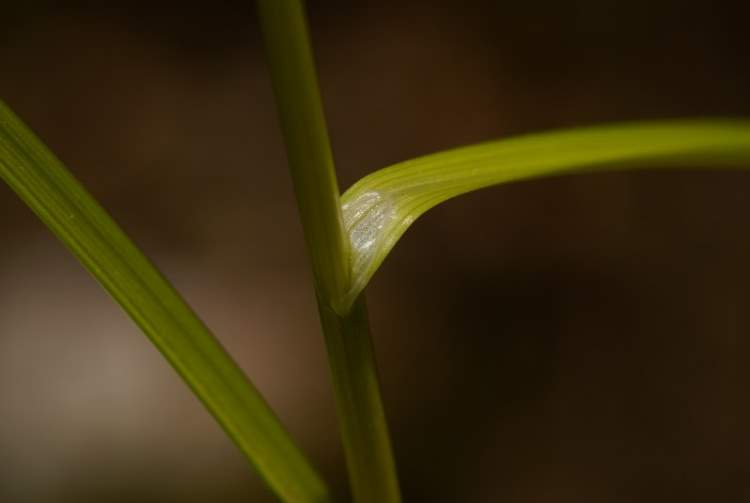 Carex guestphalica (Rchb.) O. Lang