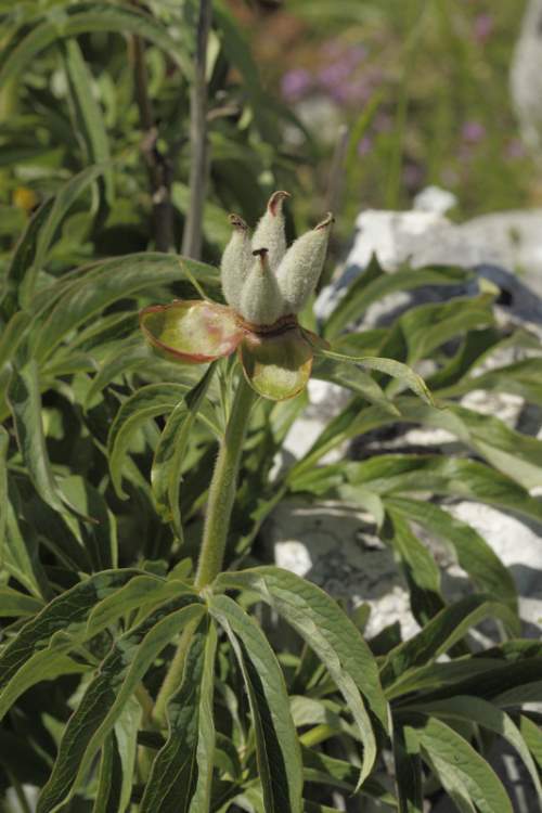 Paeonia officinalis subsp. italica N. G. Passal. & Bernardo