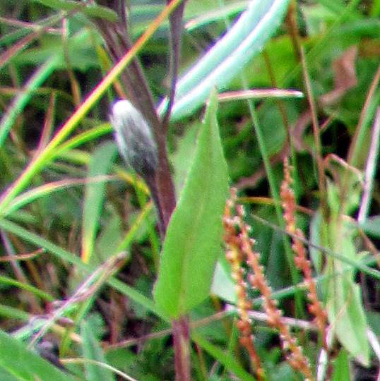 Saussurea alpina (L.) DC.