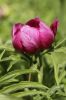 Paeonia officinalis subsp. italica - Credit: Photo by Luciano Capasso