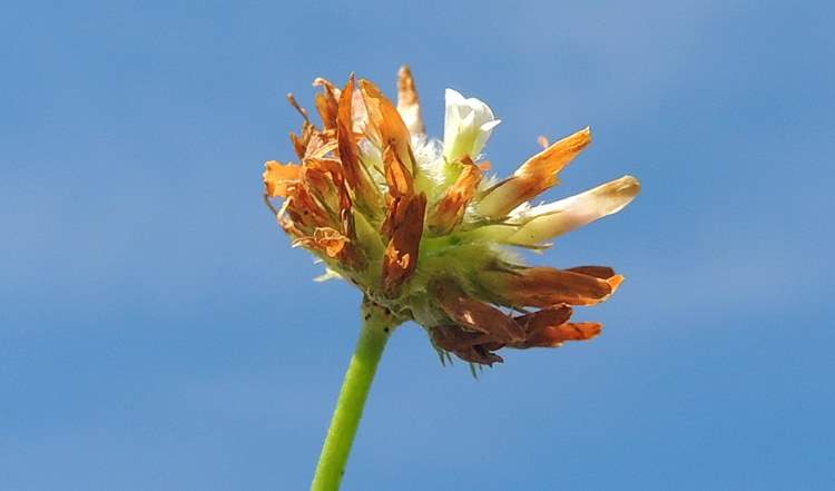 Trifolium fragiferum L. subsp. fragiferum