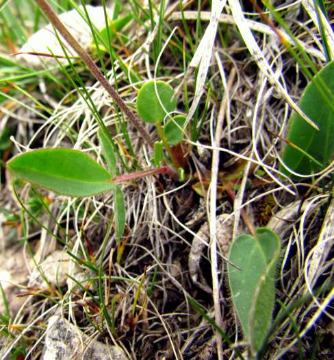 Anthyllis vulneraria subsp. alpestris (Schult.) Asch. & Graebn.