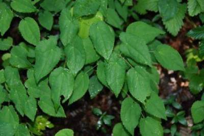 Epimedium alpinum L. 