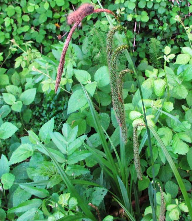 Carex pendula Huds.