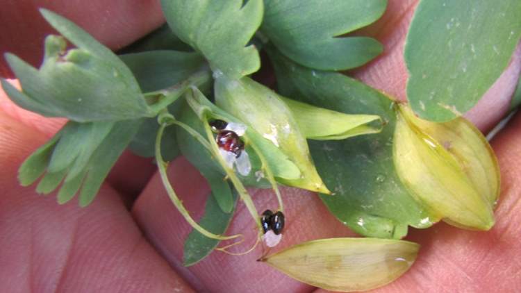 Corydalis pumila (Host) Rchb.