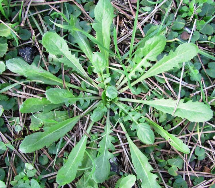 Crepis bursifolia L.
